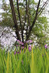 花卉公园 风景
