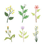 各种花朵手绘 