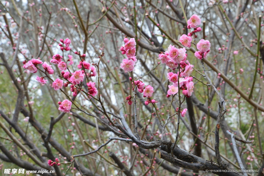 梅花   