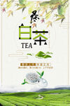 中国风白茶铁观音春茶上市促销