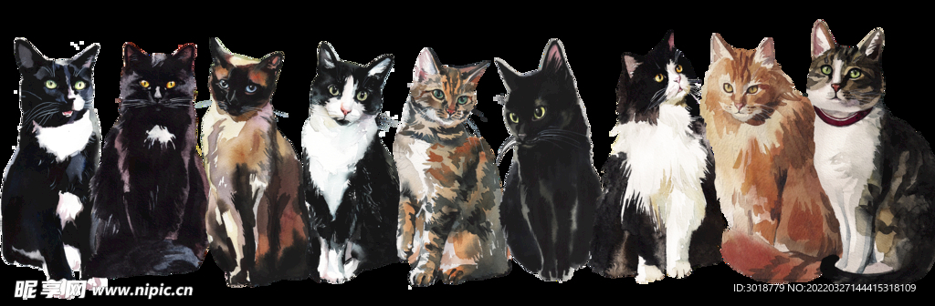 猫 