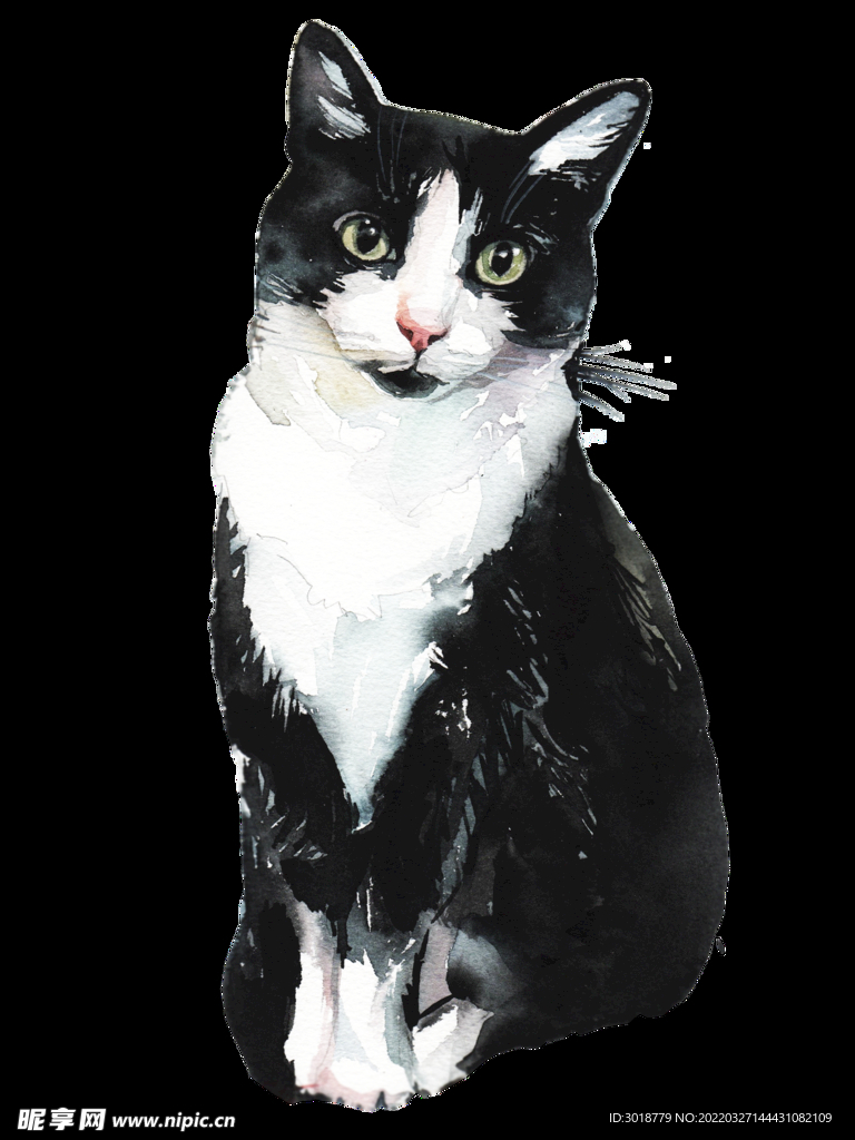 猫 