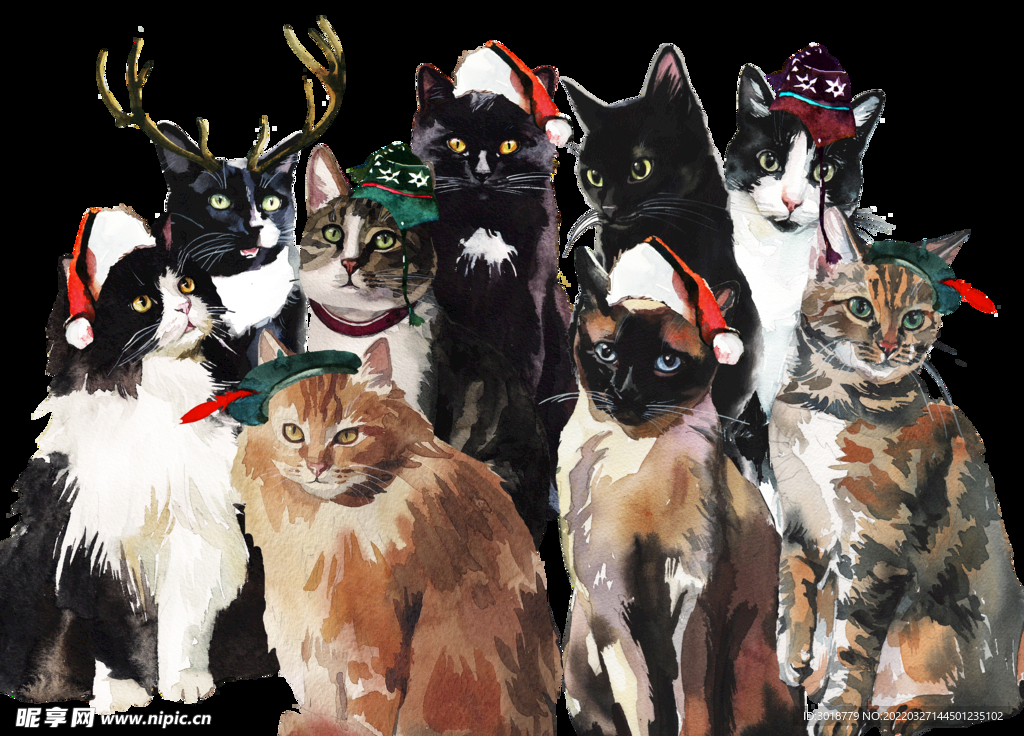 猫 