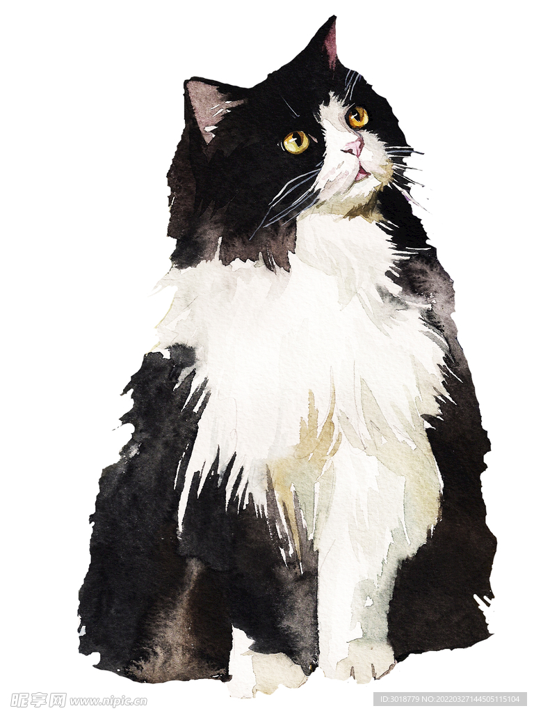 猫 