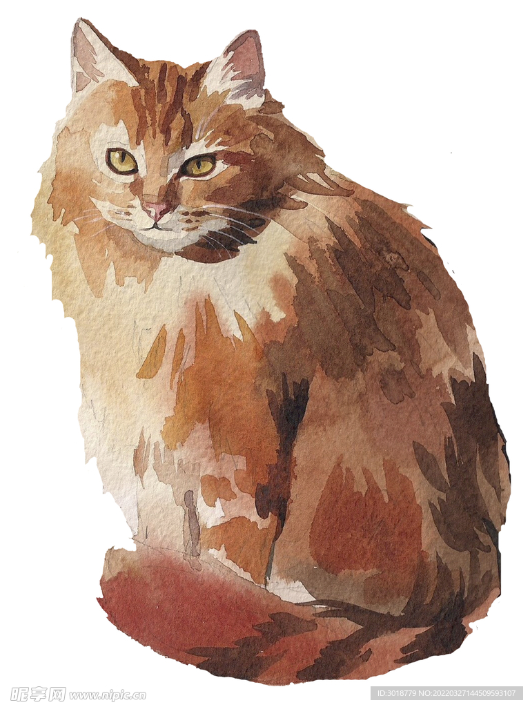 猫 