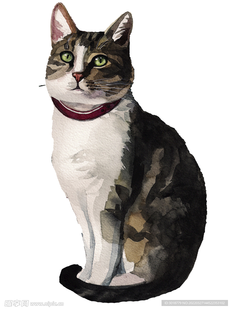 猫 
