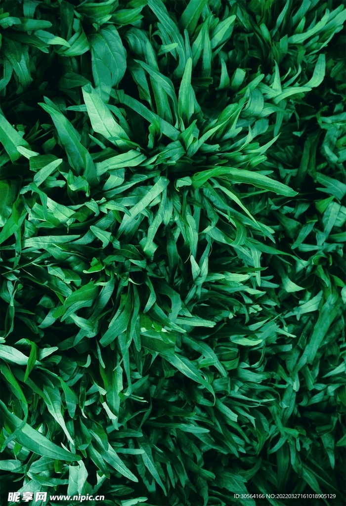 户外绿植自然景观