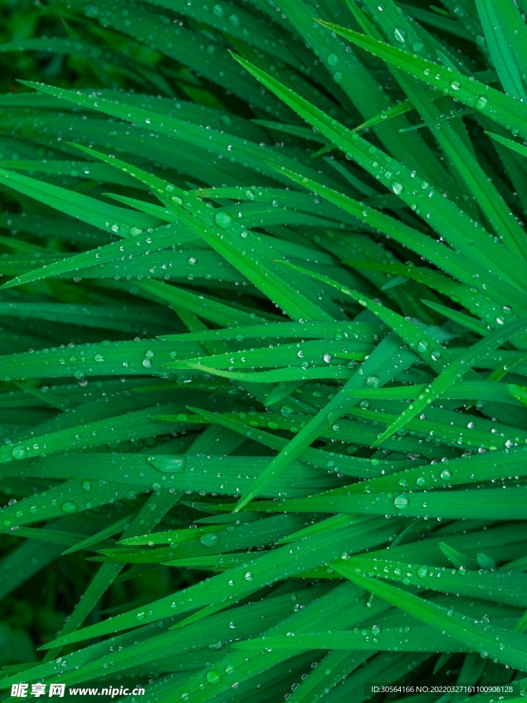 户外青草自然景观