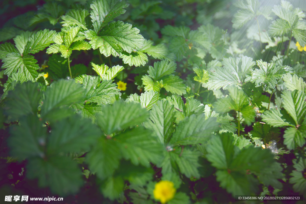 植物和阳光