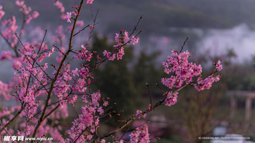 立夏樱花