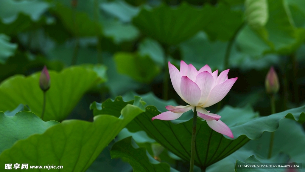 荷花风景