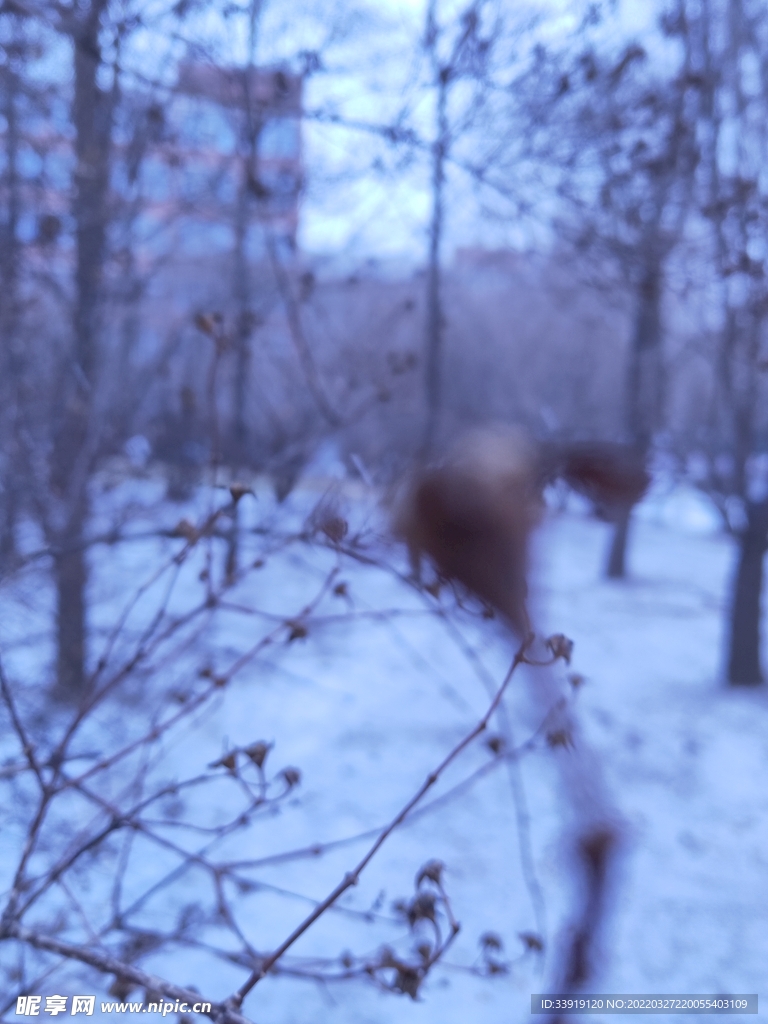 校园雪景