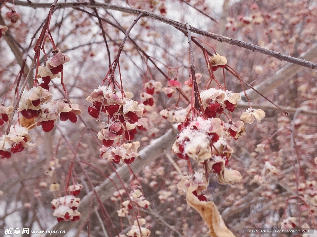 雪中梅花