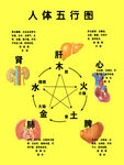 人体五行图