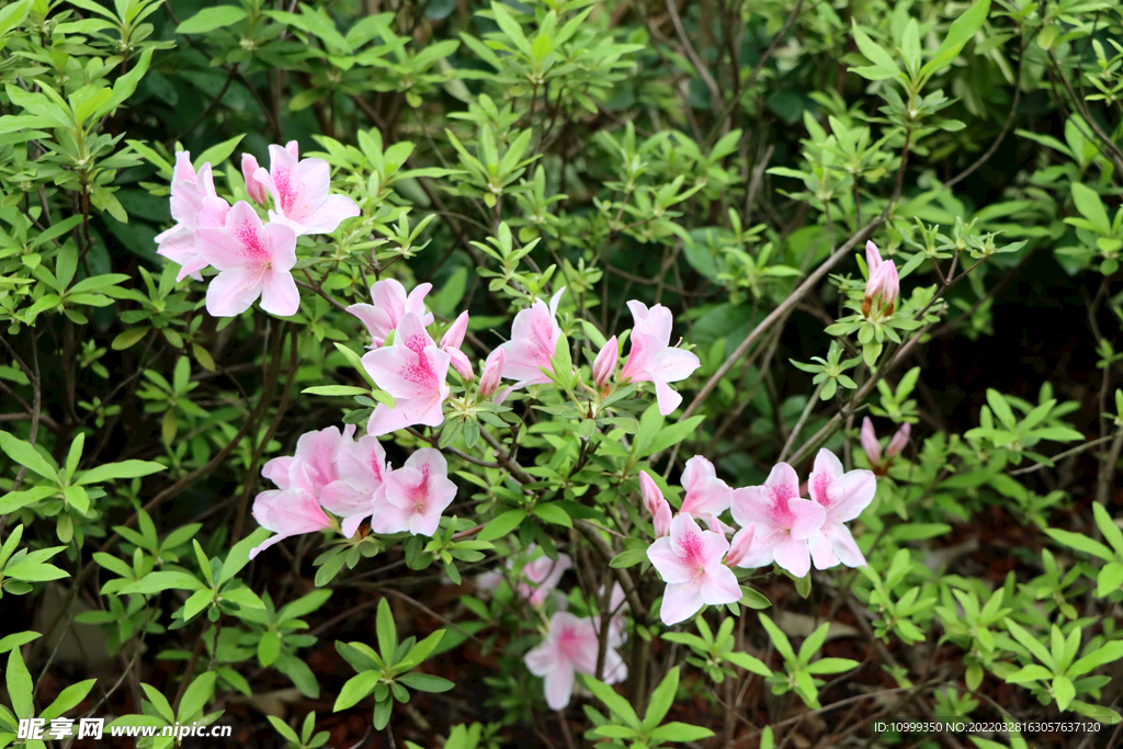 杜鹃花开