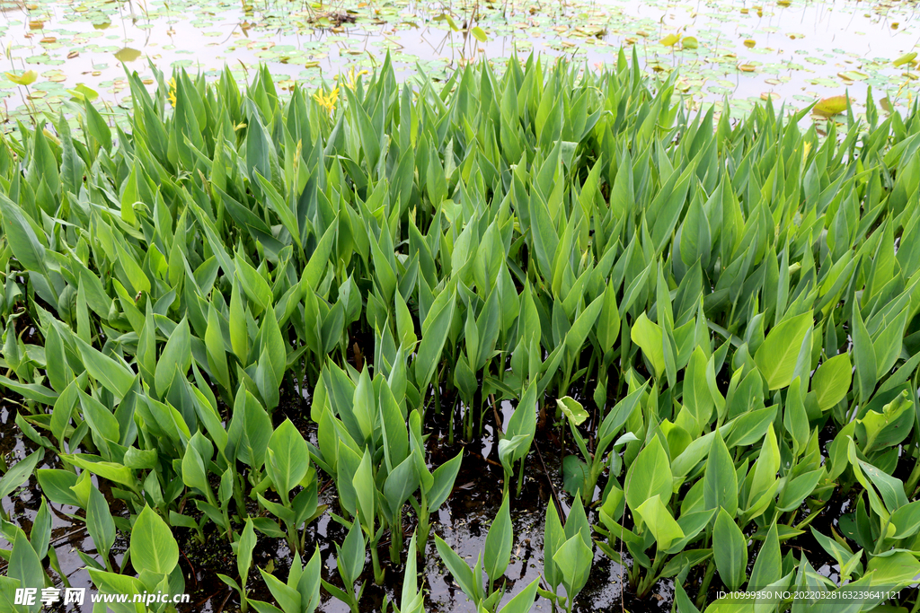 湿地植物