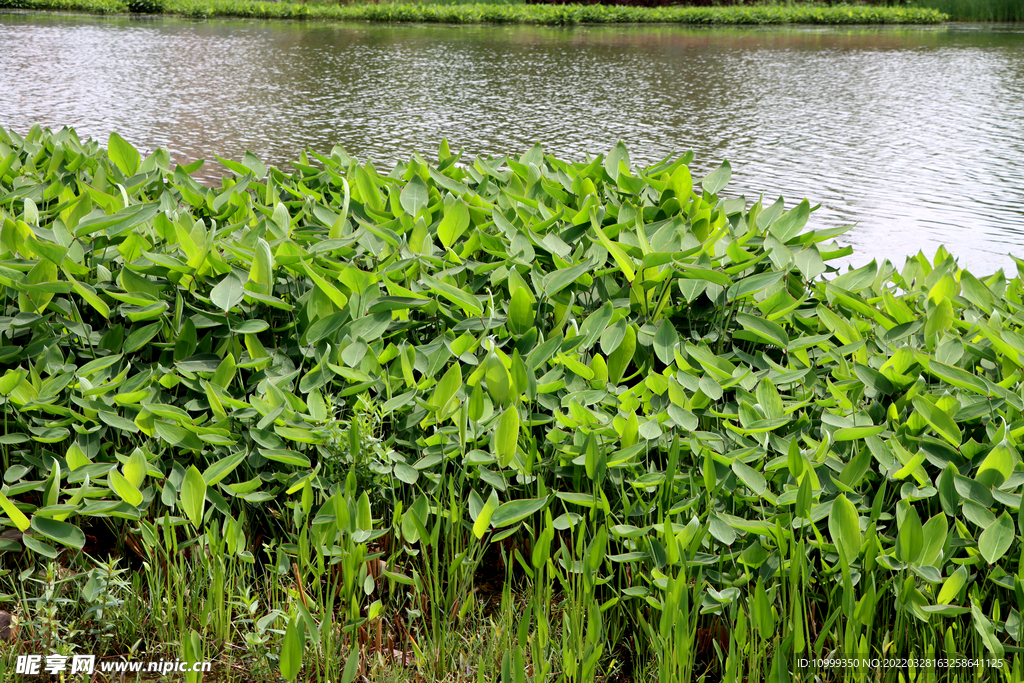 水生植物 