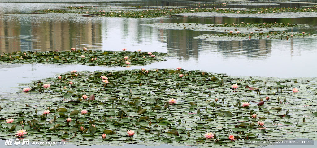 水莲花