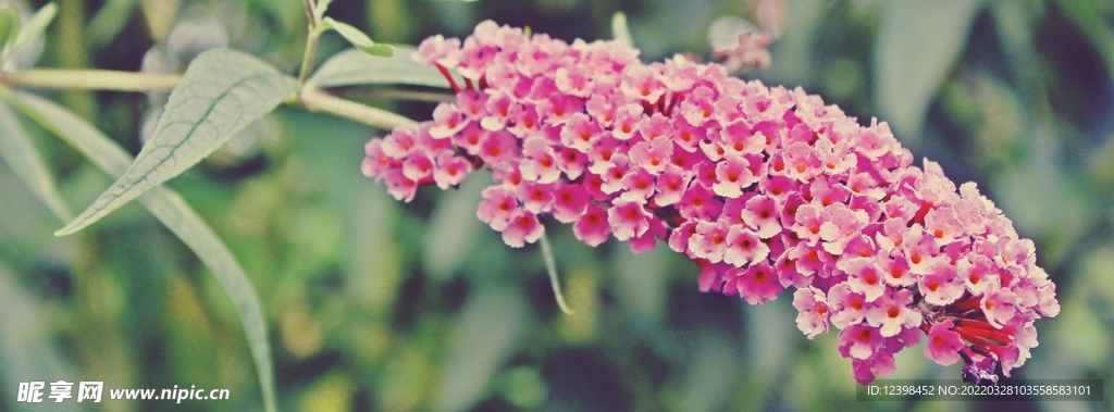 美丽的丁香花