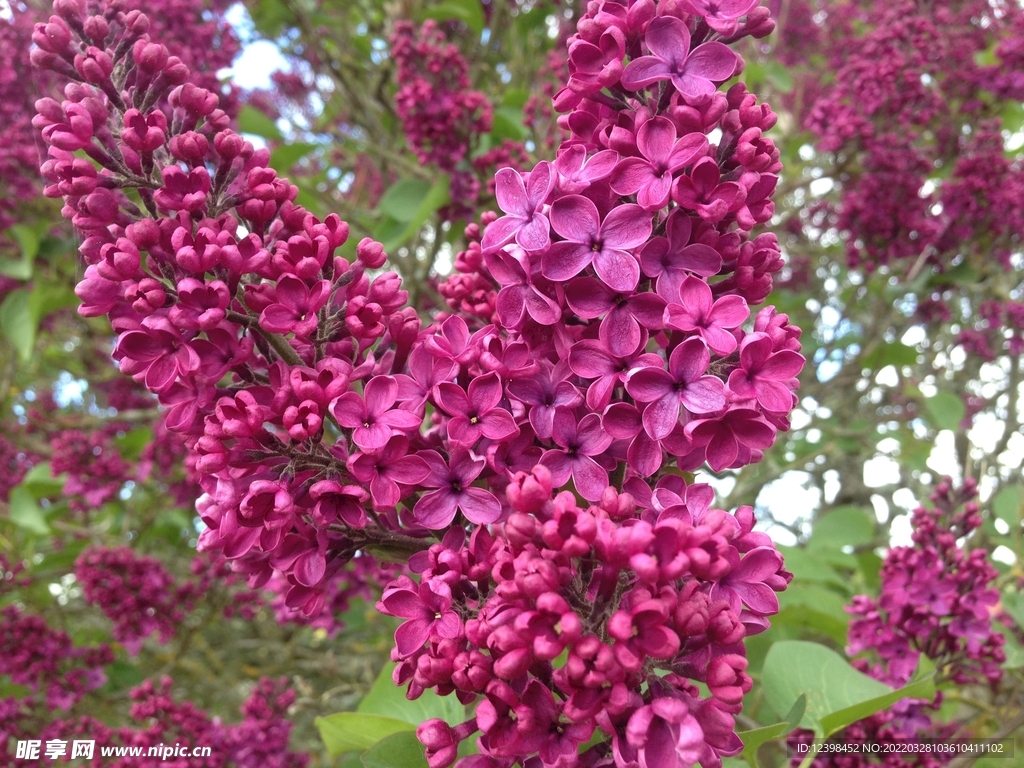 美丽的丁香花