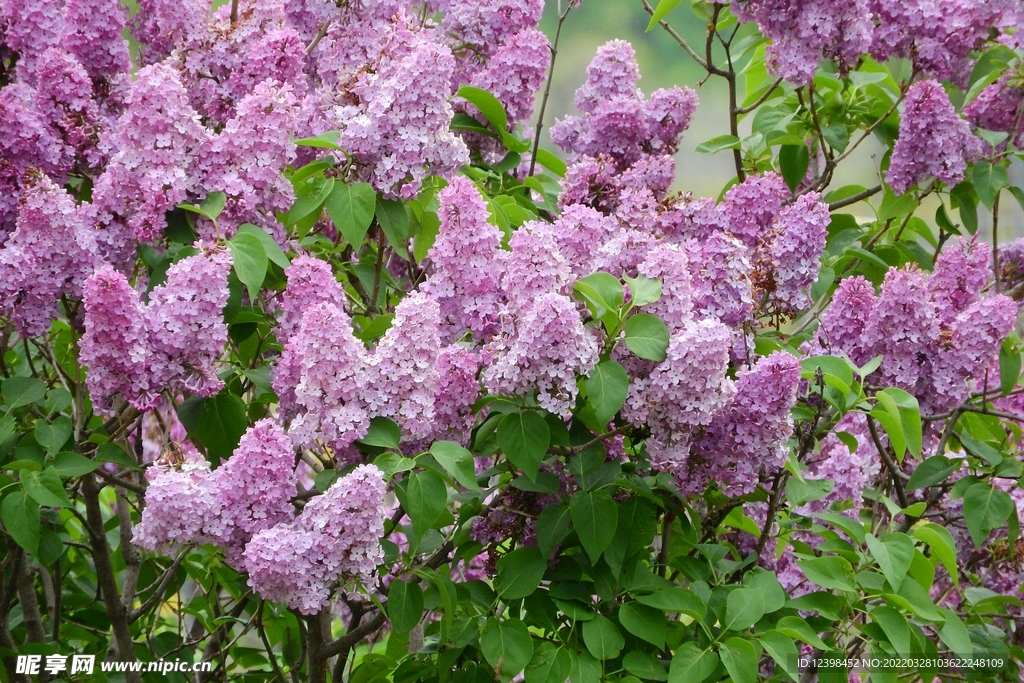 美丽的丁香花