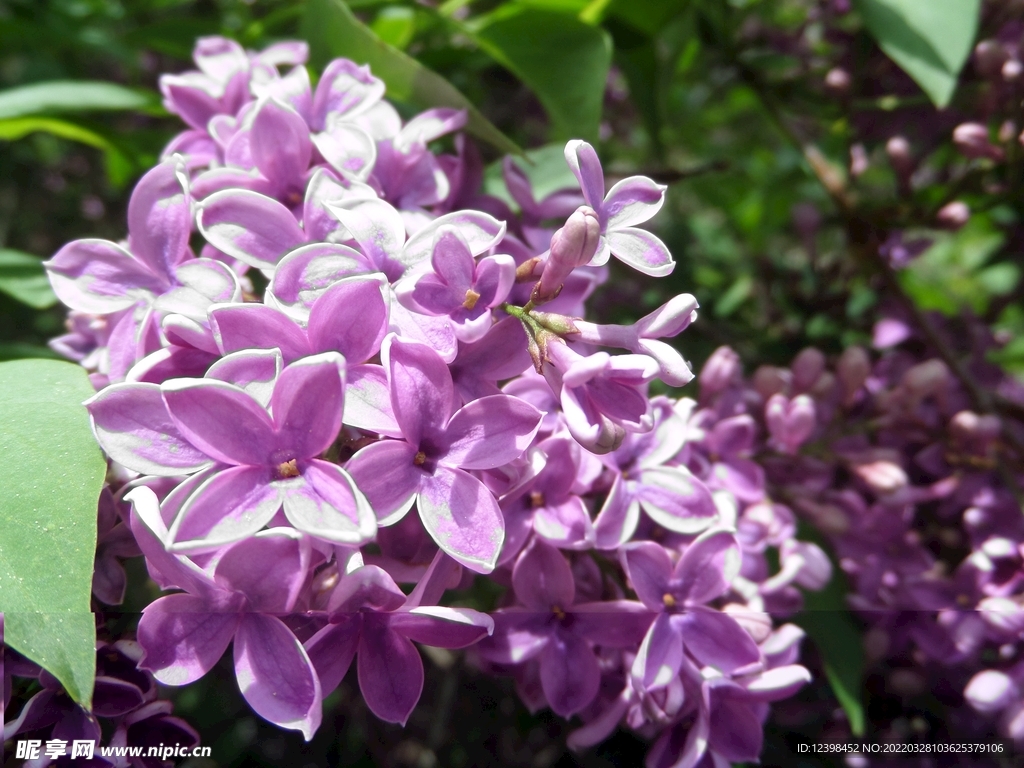 美丽的丁香花