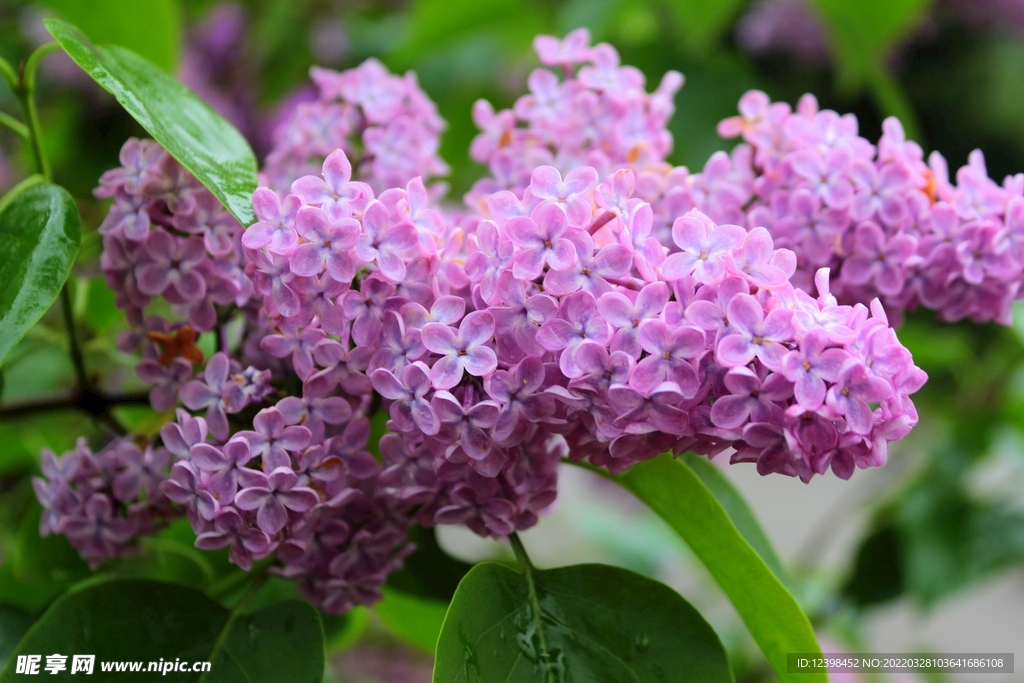 美丽的丁香花