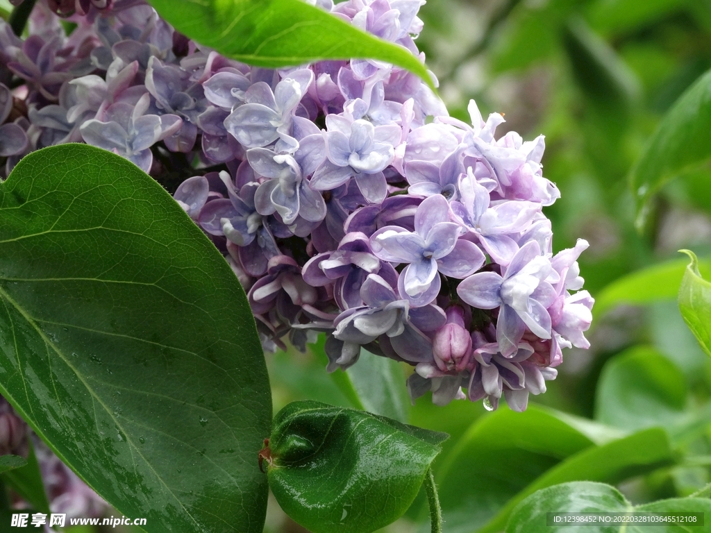美丽的丁香花
