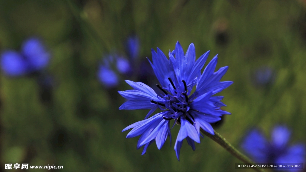 矢车菊鲜花