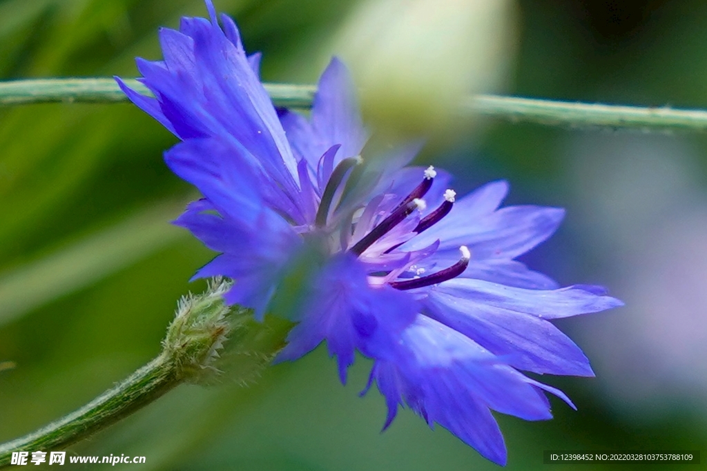 矢车菊鲜花