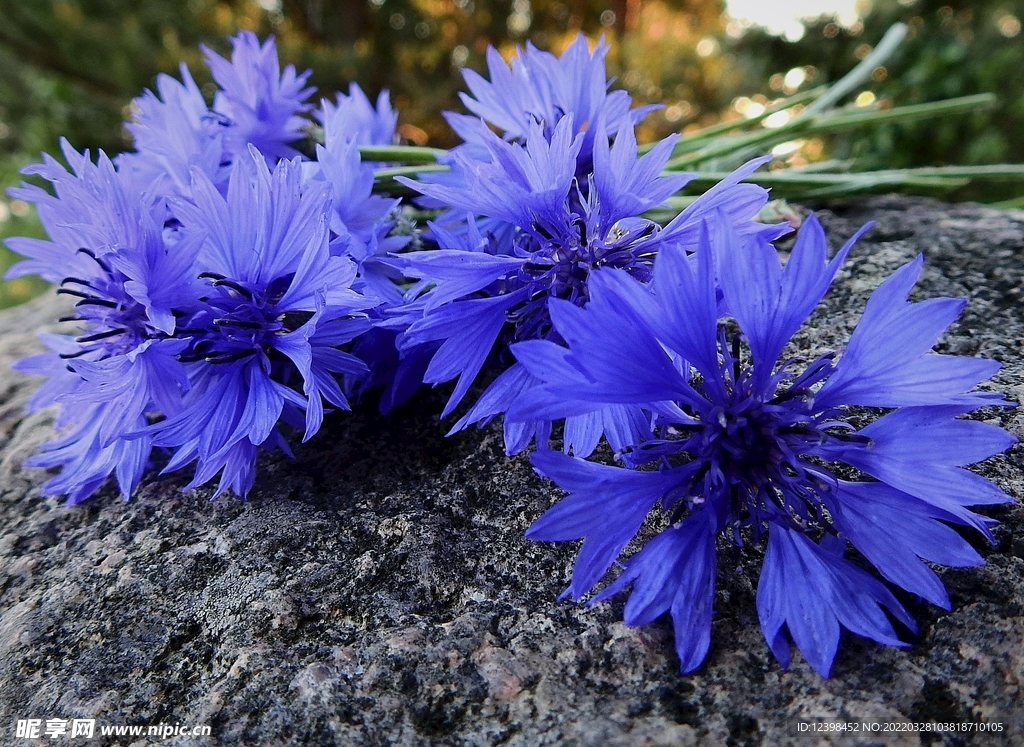 矢车菊鲜花