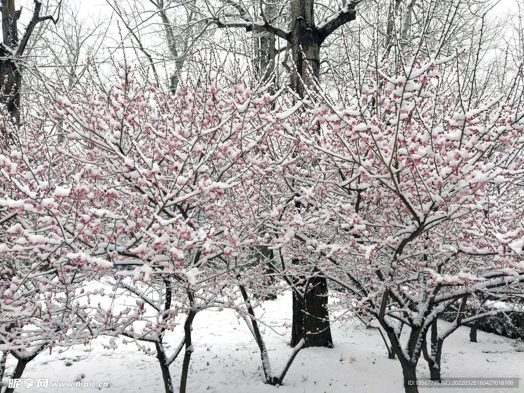 雪中桃花