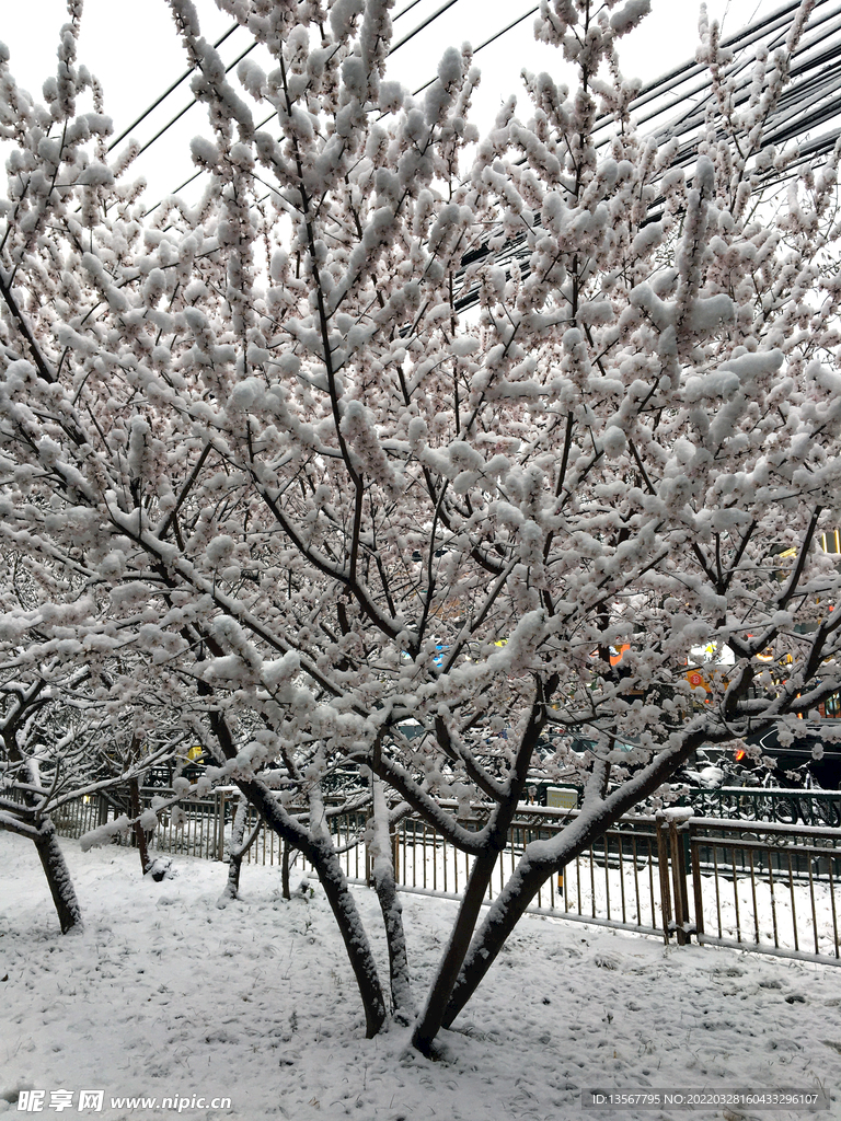 雪景