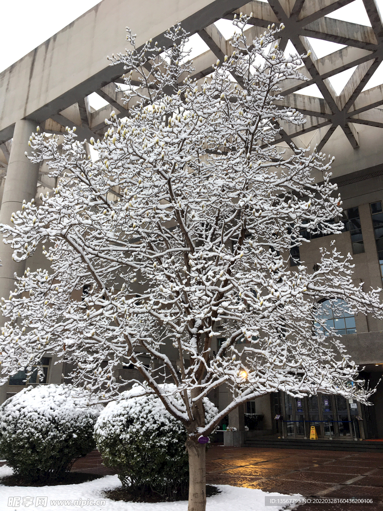 雪景