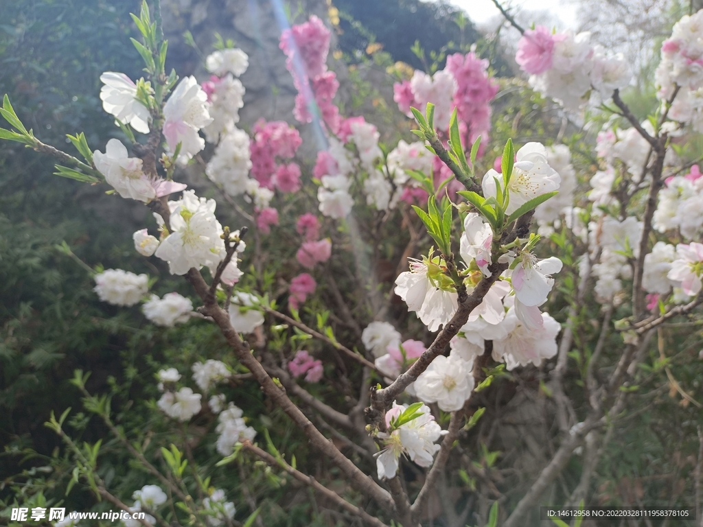 白色的花