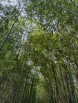 公园竹林