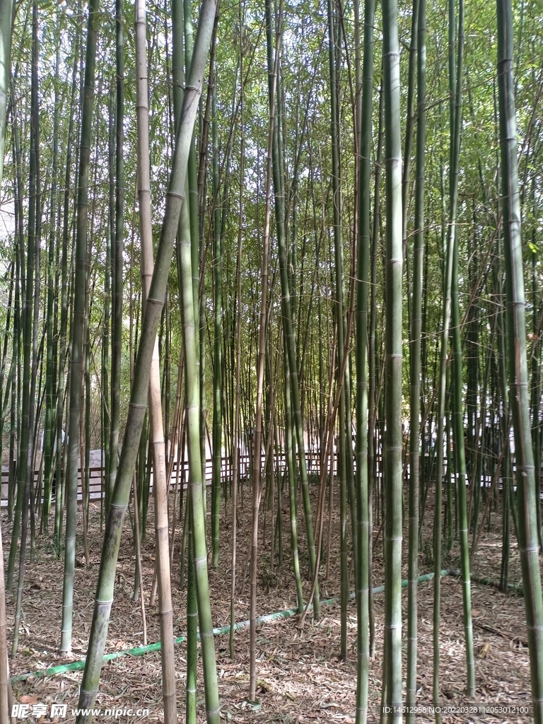 竹子