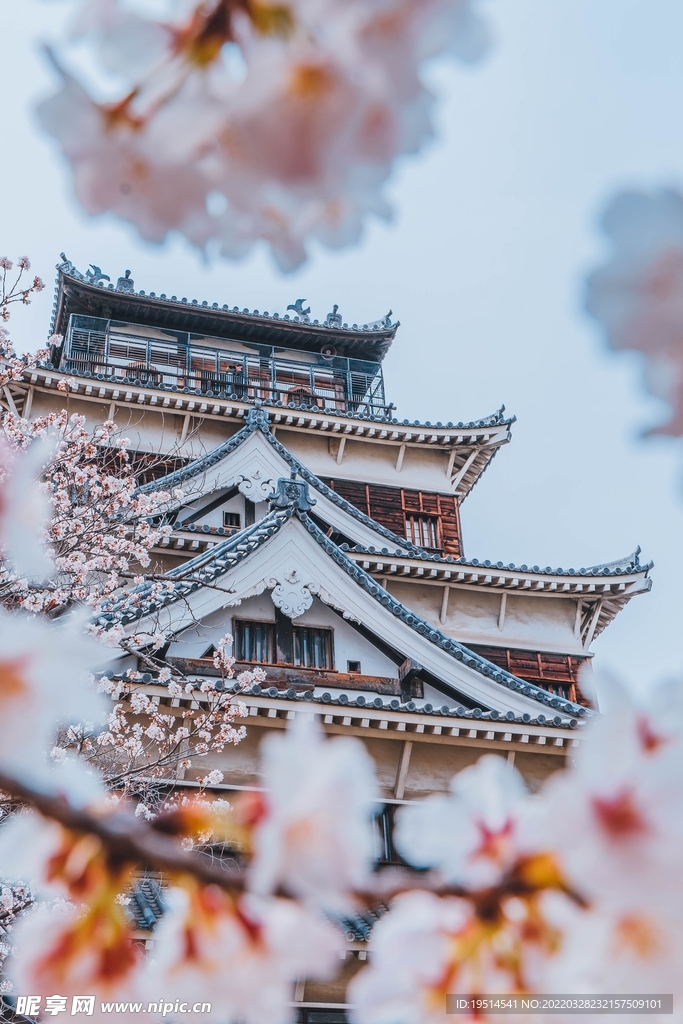 樱花
