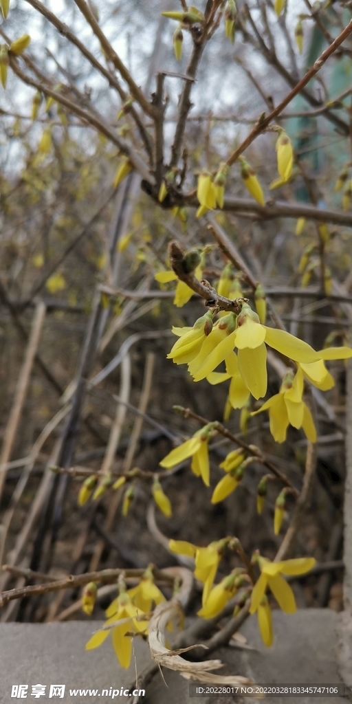 一枝黄花