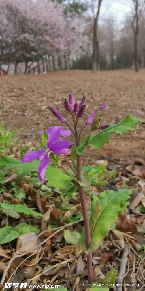 野花