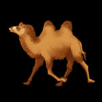 奔跑的骆驼