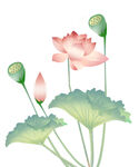 荷花水墨画