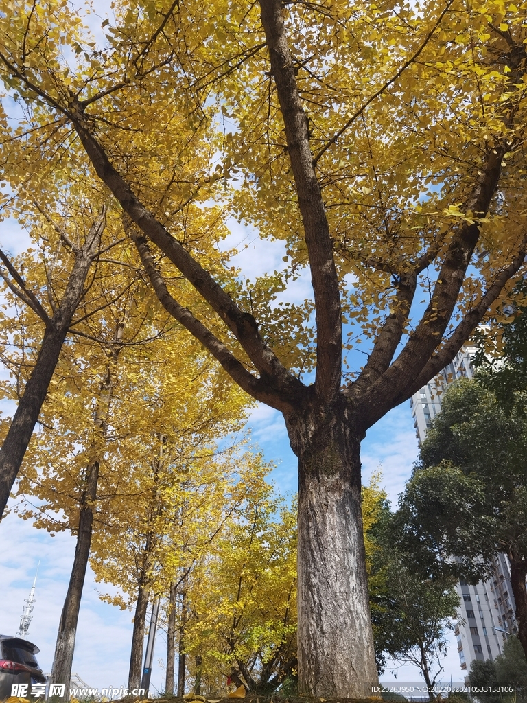 银杏树