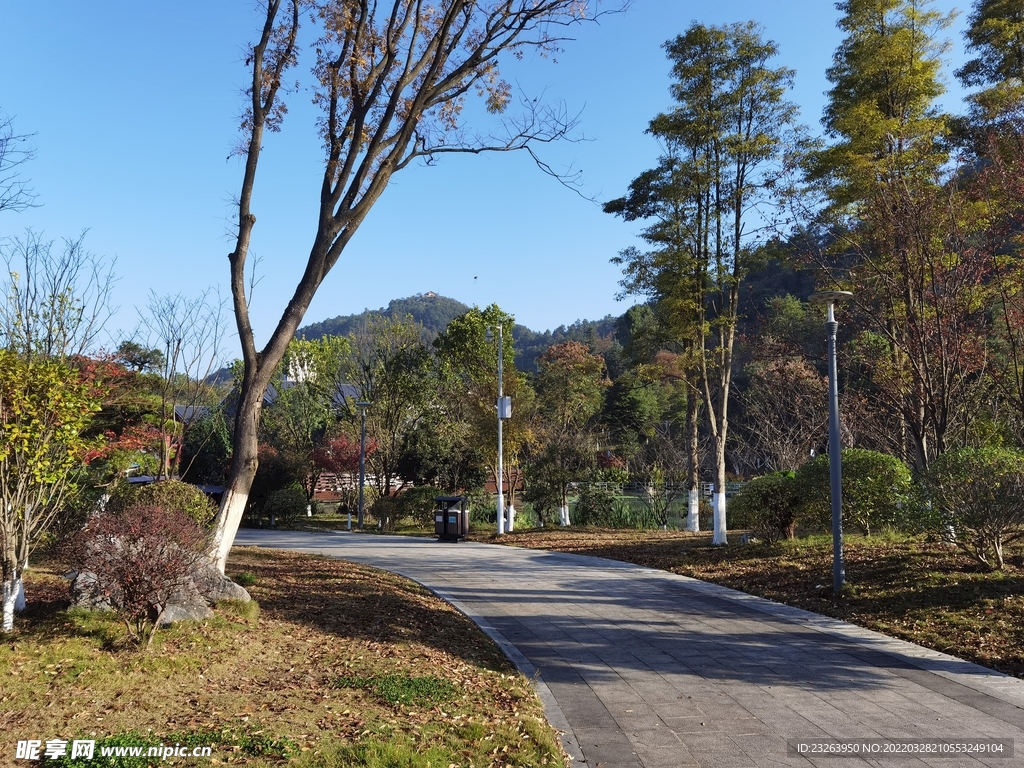 银杏树