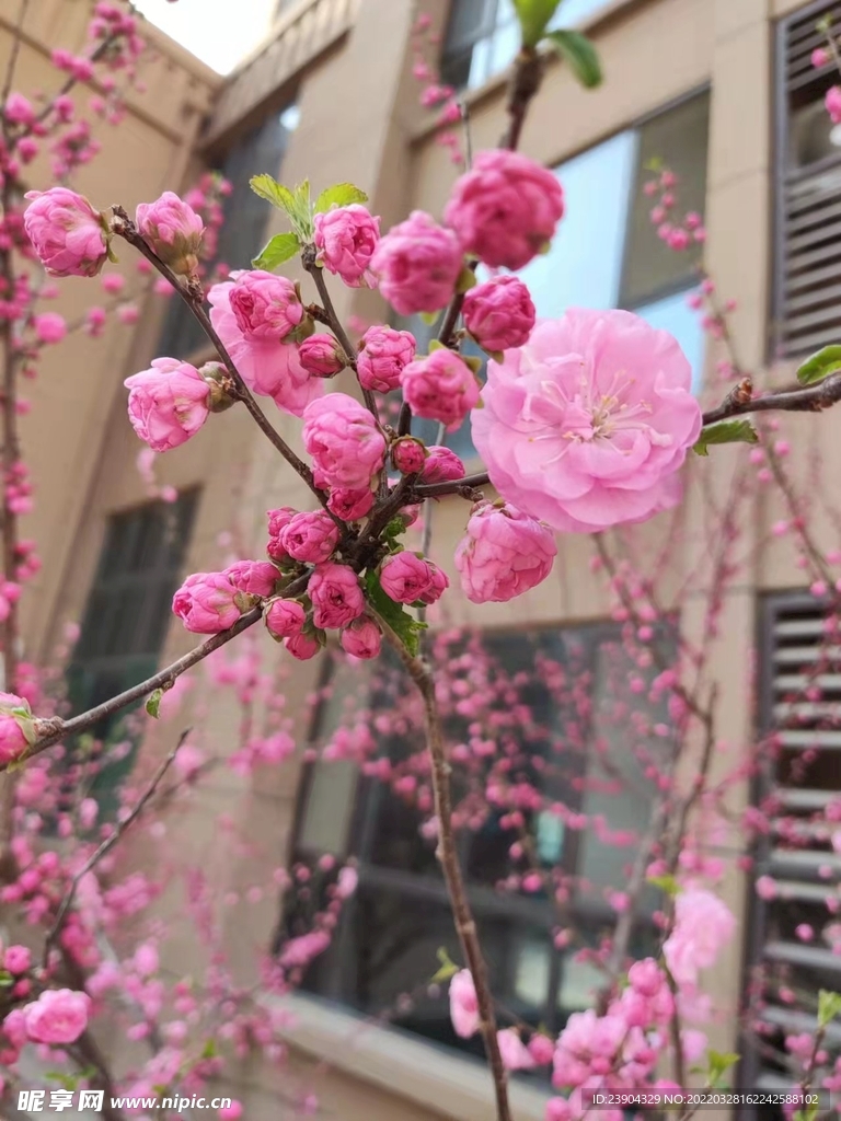榆叶梅
