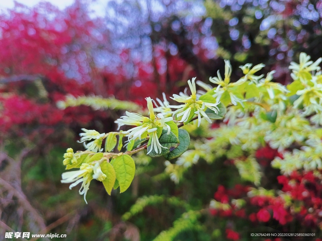 花
