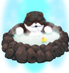 温泉猫