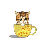 茶杯猫            