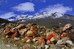 山