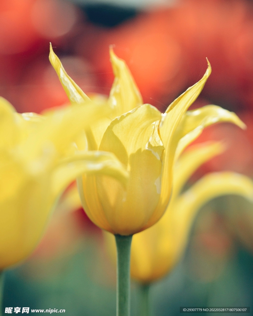 花